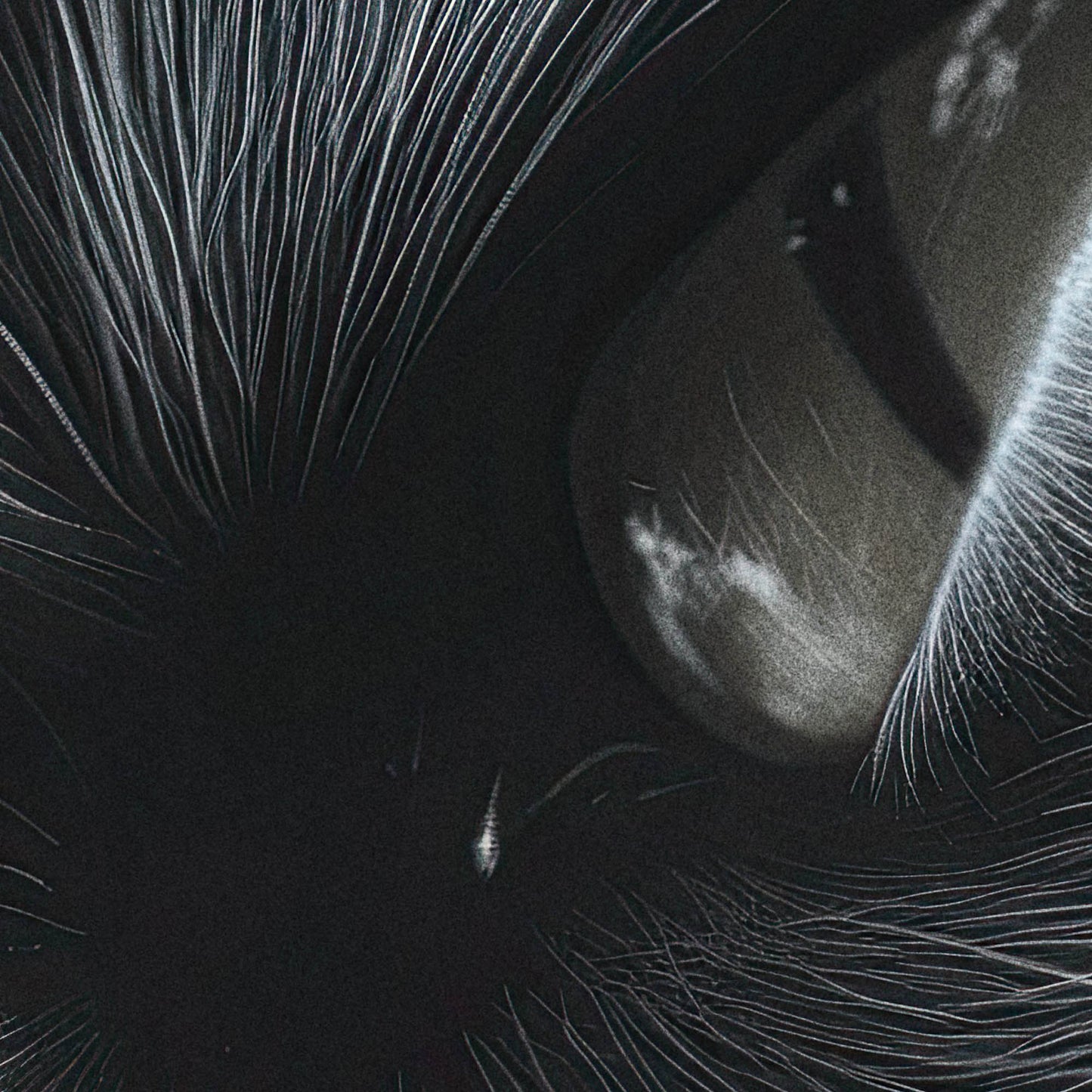 »Hiss-terical Mood« poster