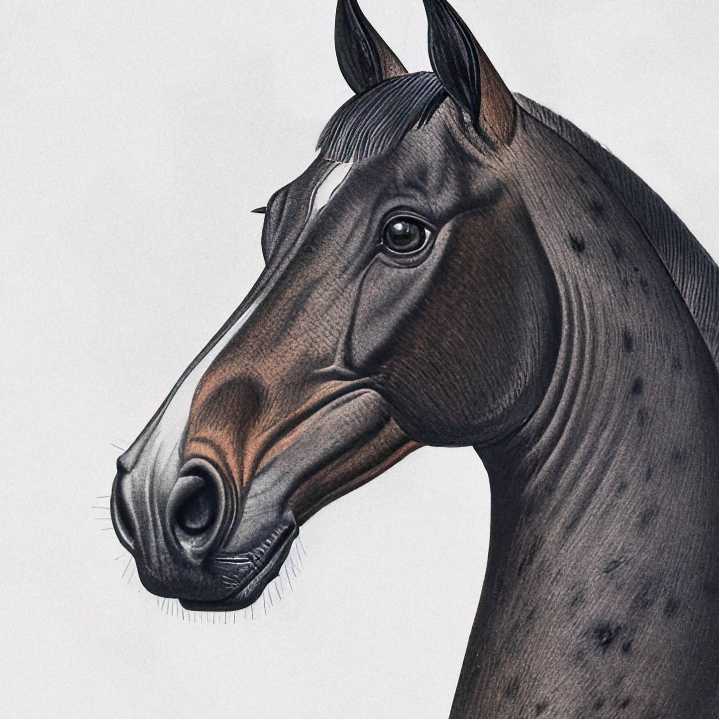 »Horse« zoologisk vintageposter