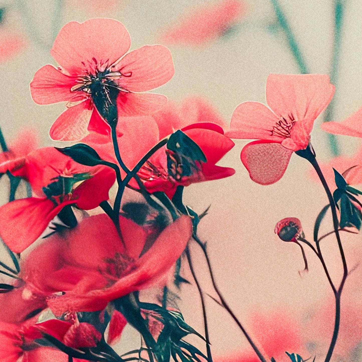 »Blossoms Adrift«, poster i fri fotografisk stil