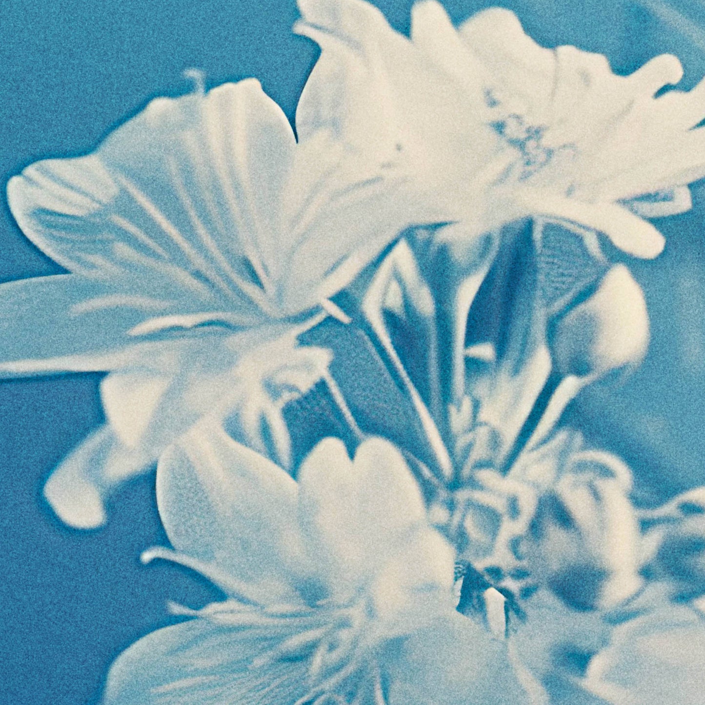 »Garden Dance«, poster i fri fotografisk stil