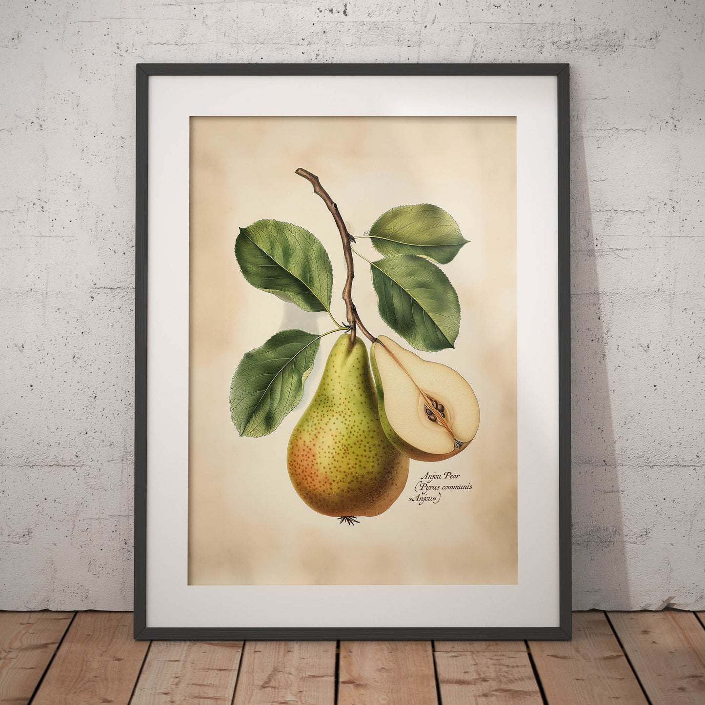 »Seckel Pear« botanisk vintageposter