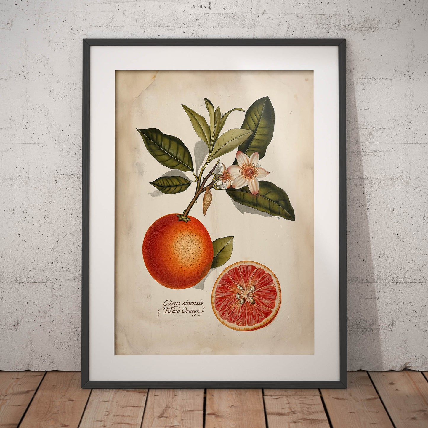 »Blood Orangen« botaniska vintageposter