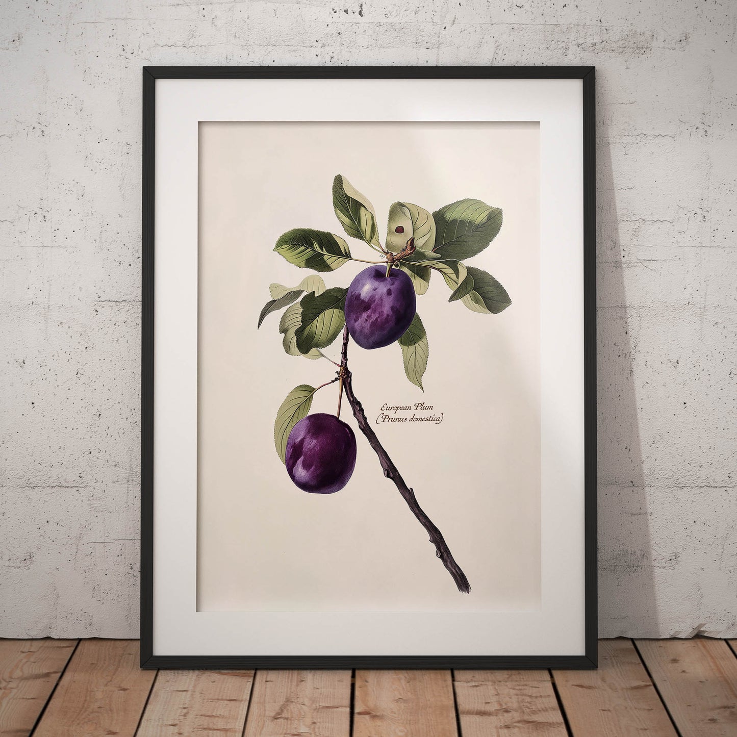 »Plum« botanisk vintageposter