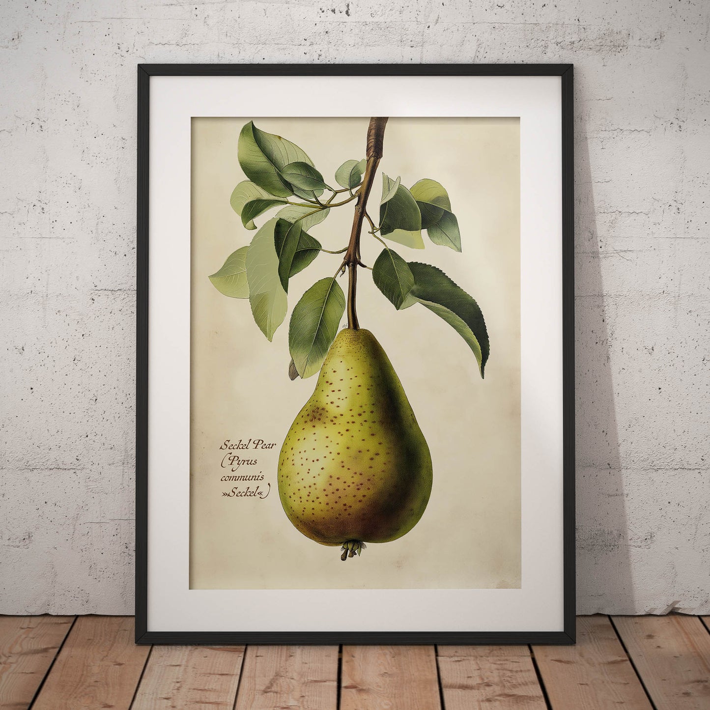 »Anjou Pear« botaniska vintageposter