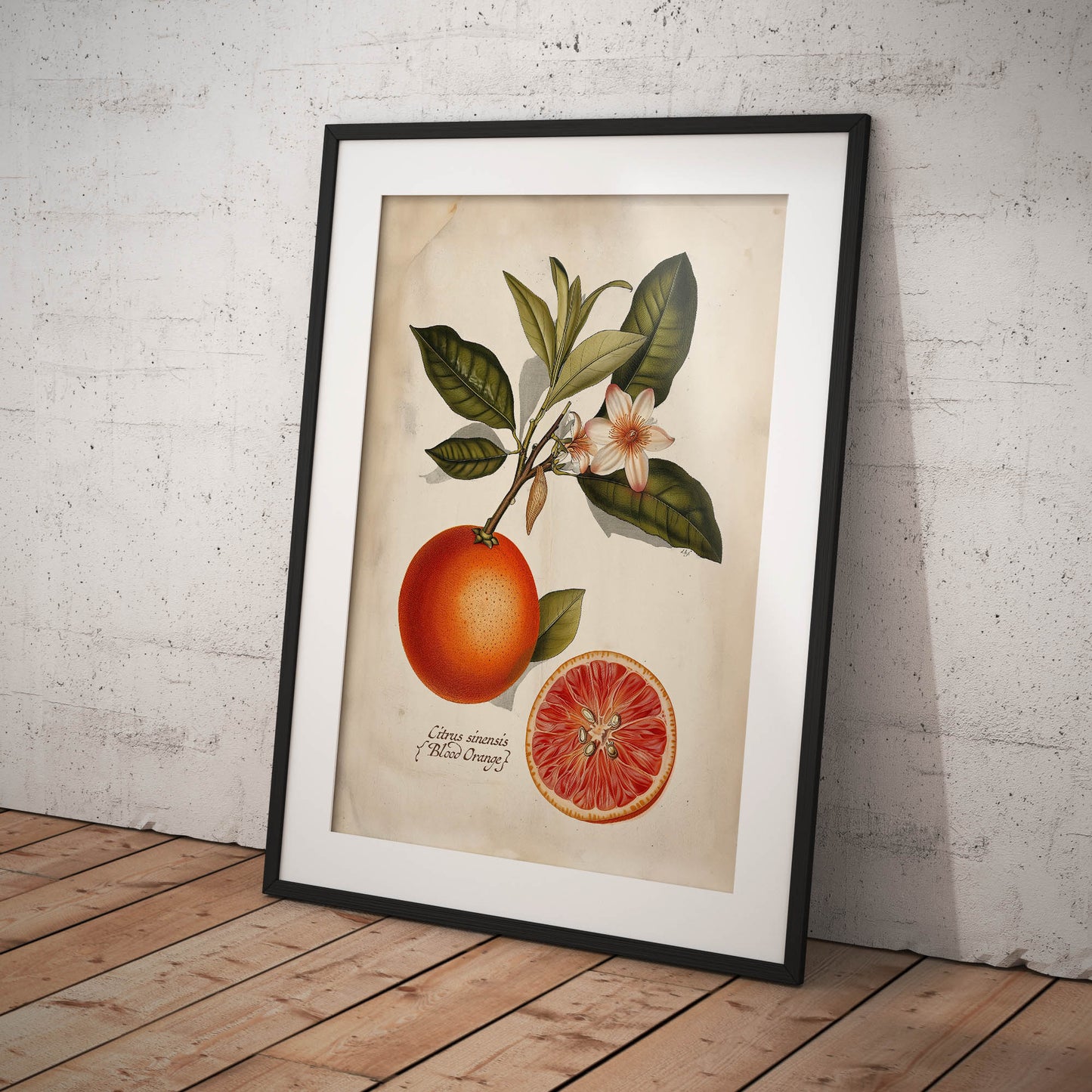 »Blood Orangen« botaniska vintageposter