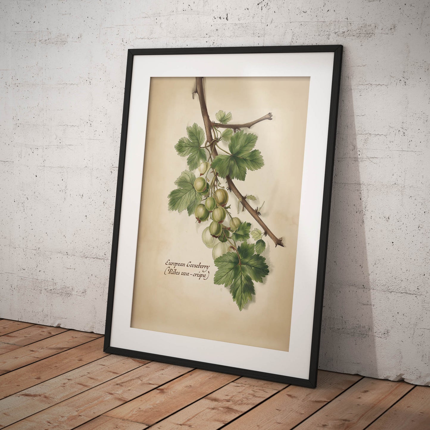 »Gooseberry 2« botanisk vintageposter