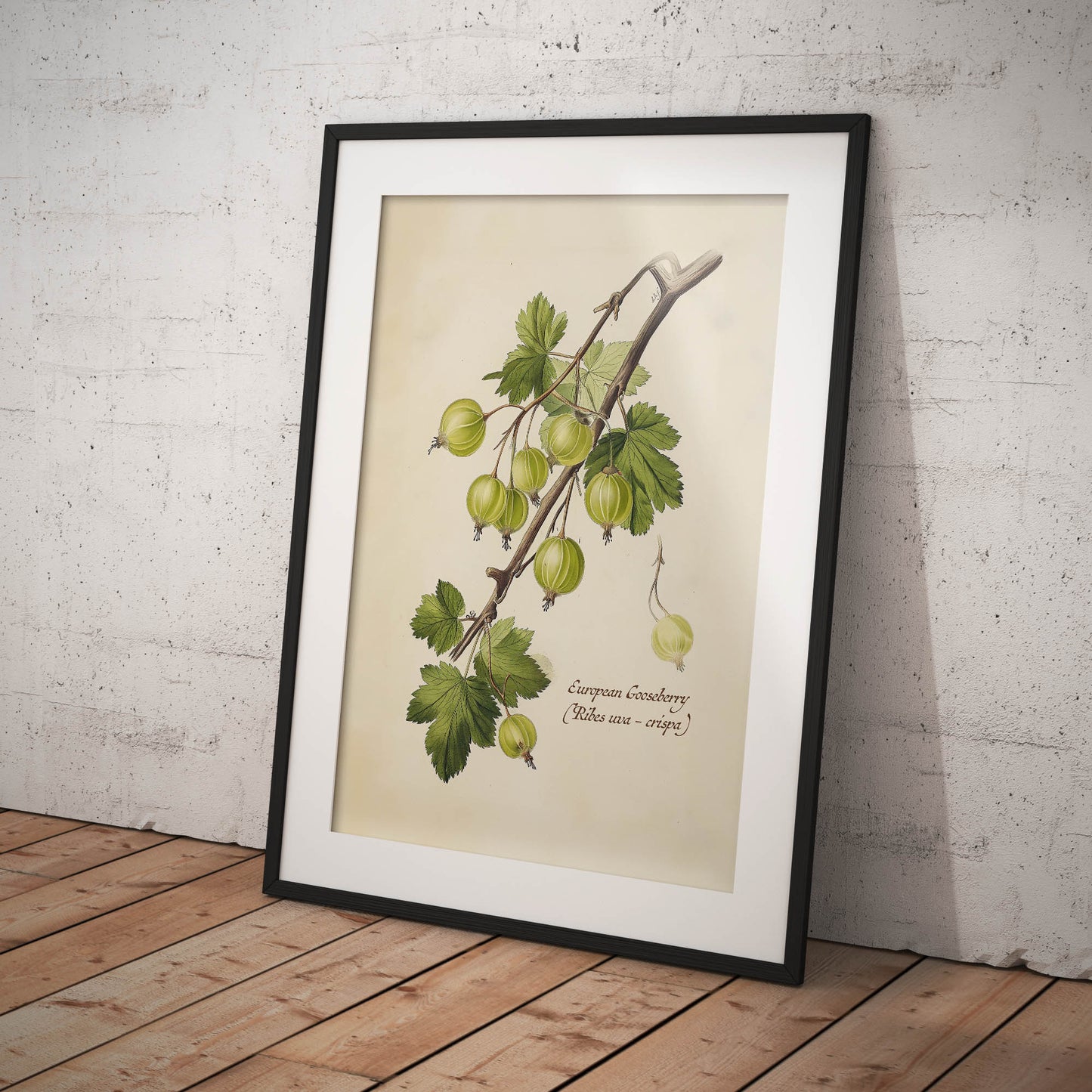 »Goosberry 1« botanisk vintageposter