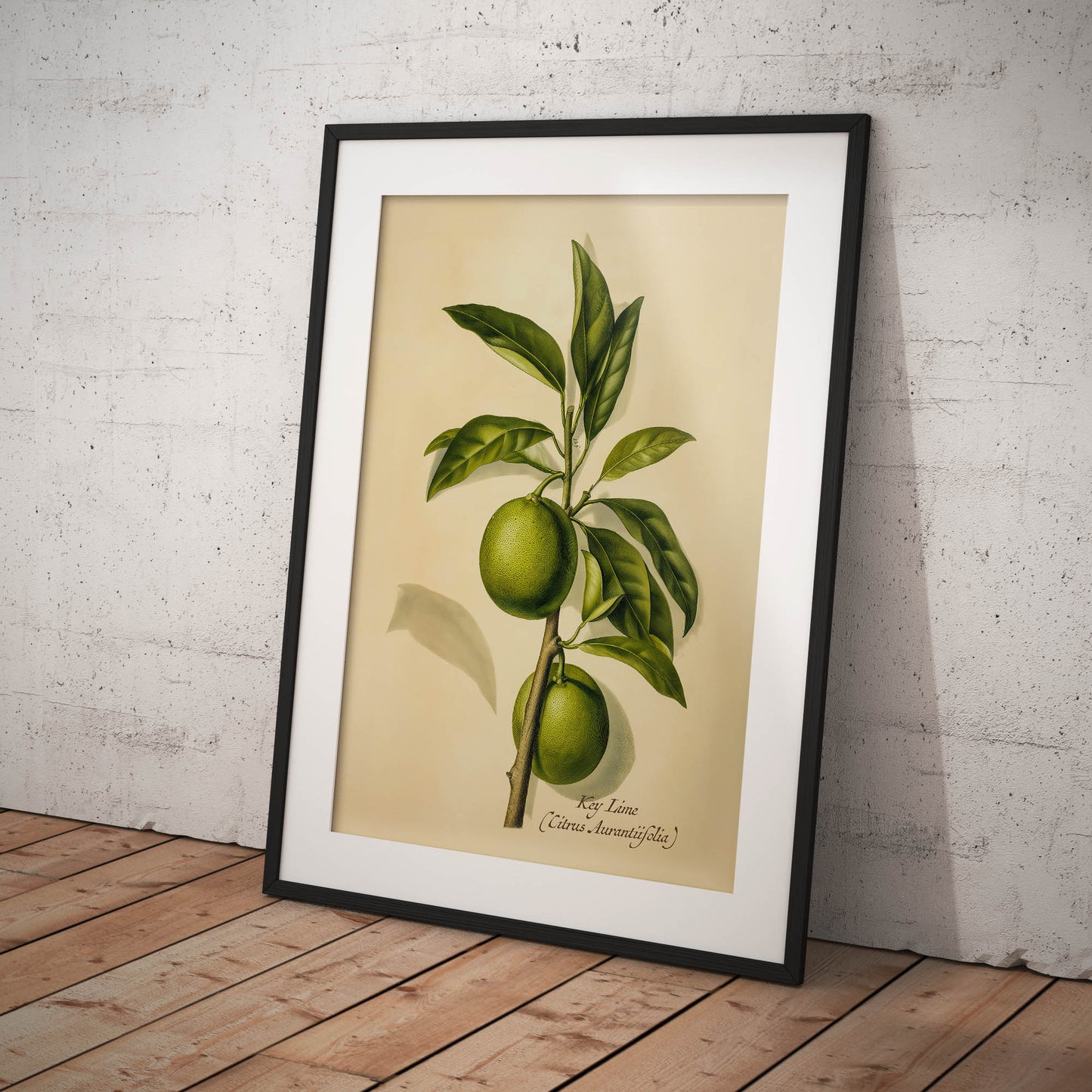 »Key Lime« botanisk vintageposter