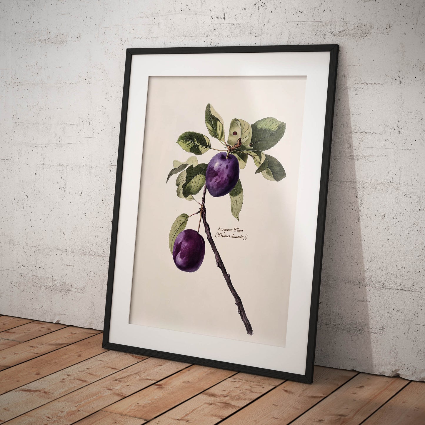 »Plum« botanisk vintageposter
