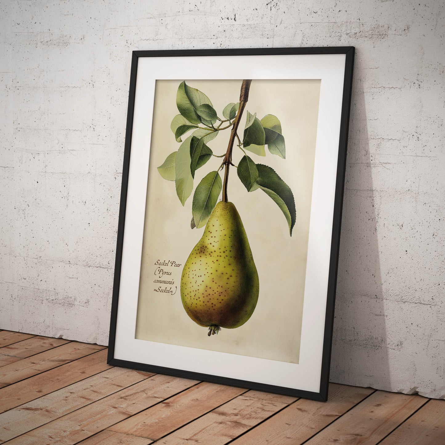 »Anjou Pear« botaniska vintageposter