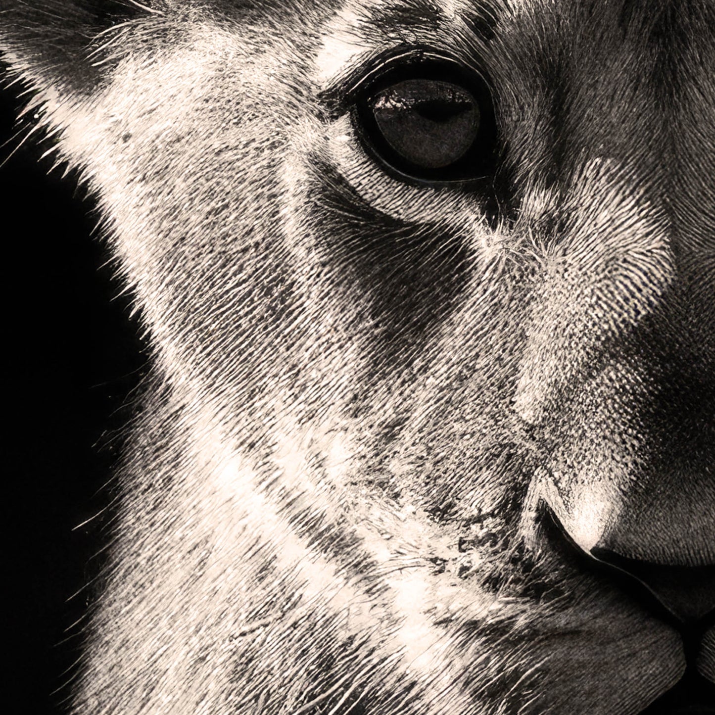 »Adorable and Fierce« poster