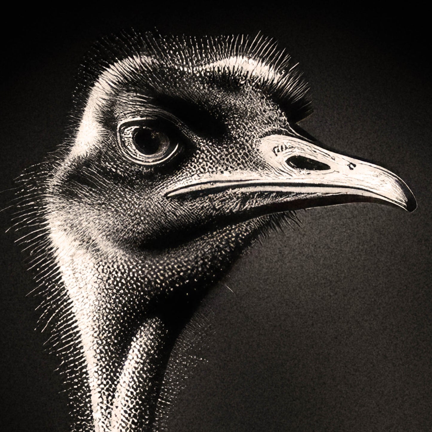 »Feathered Family of the Savannah« poster