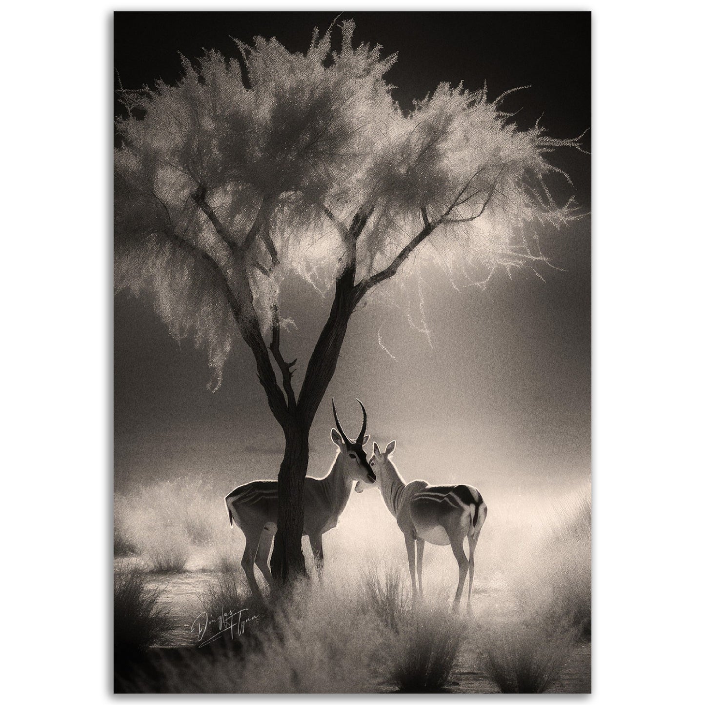 »Antelopes In Relaxing In TheShade« poster