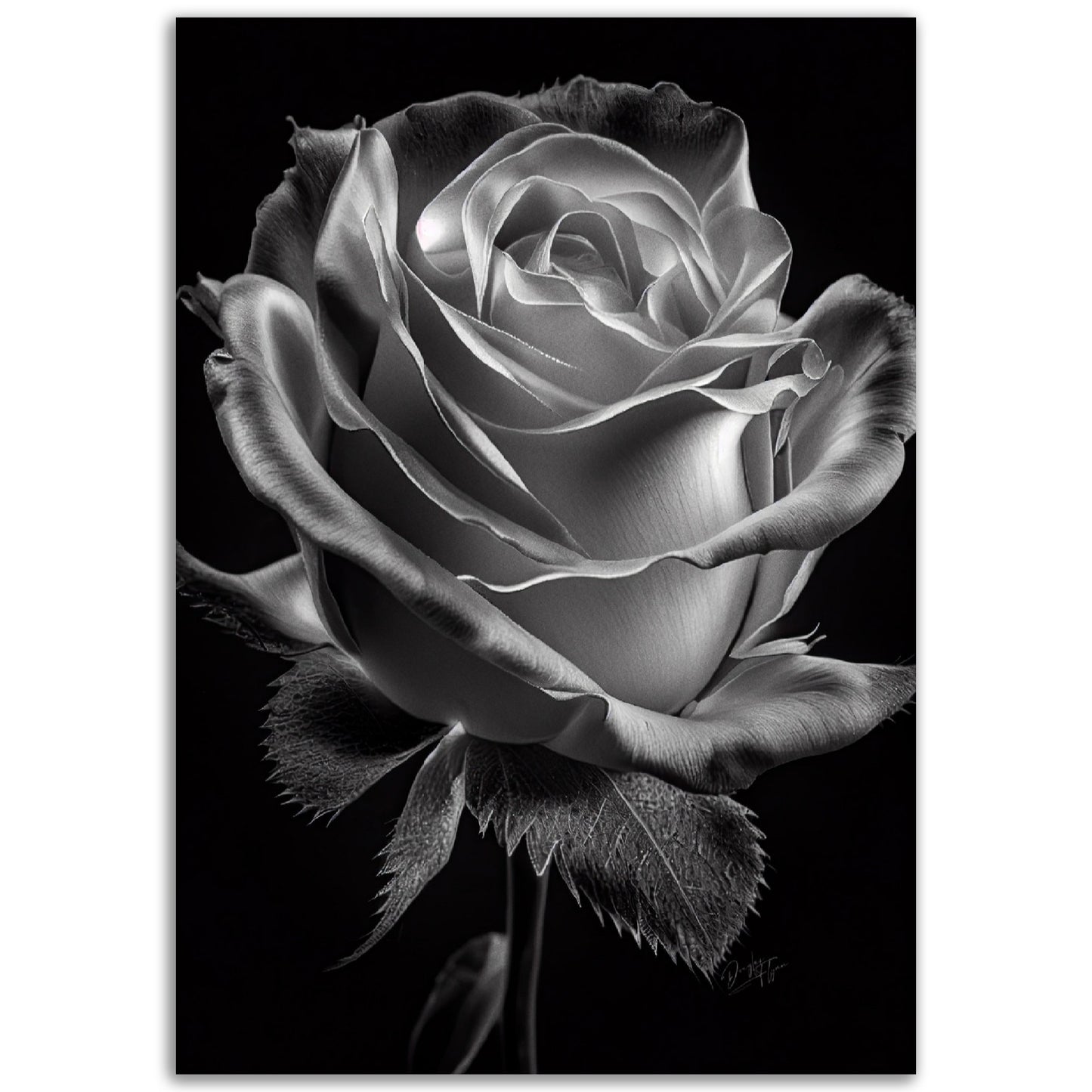 »Rose and Shadows« poster