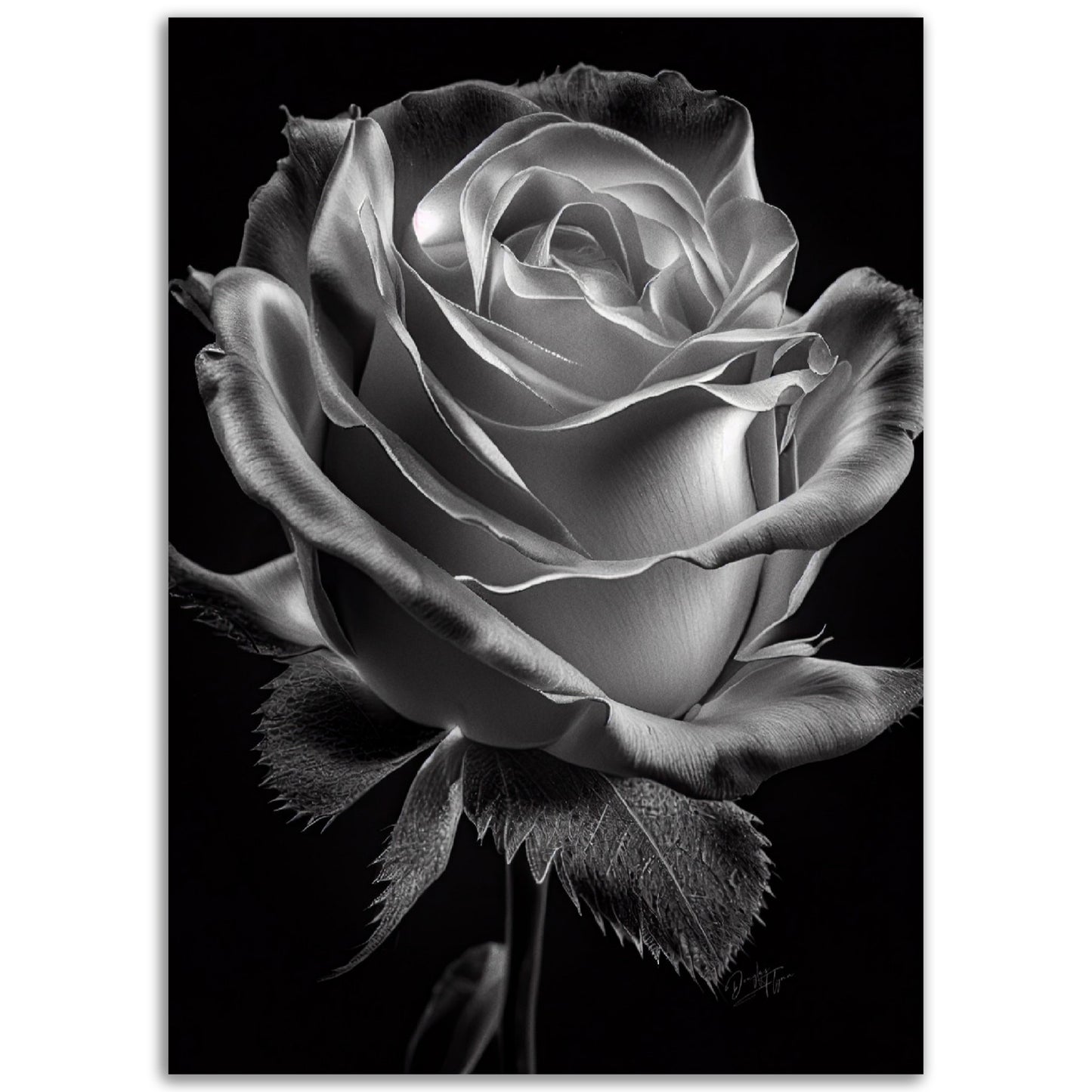»Rose and Shadows« poster