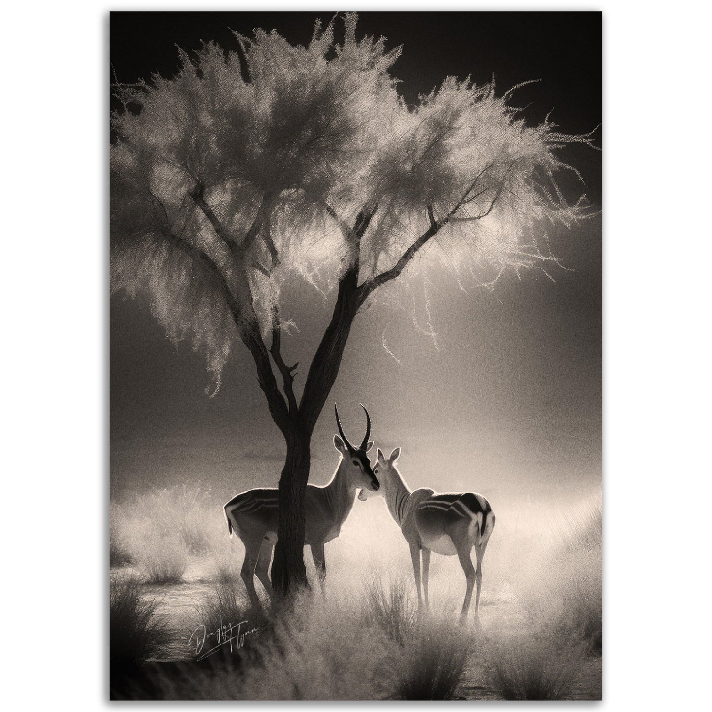 »Antelopes In Relaxing In TheShade« poster