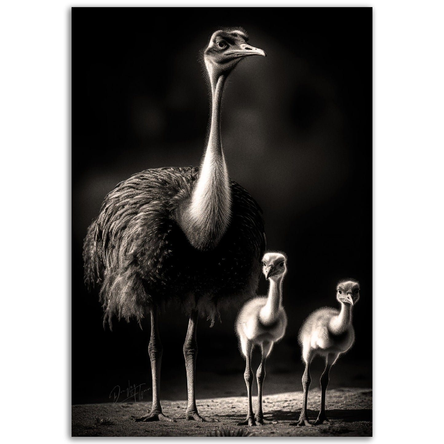 »Feathered Family of the Savannah« poster