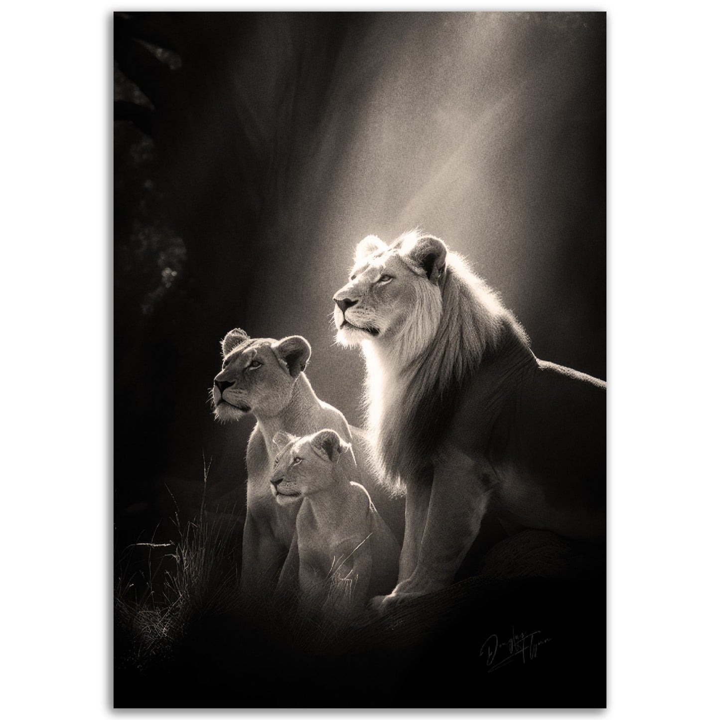 »Roars and Whispers« poster