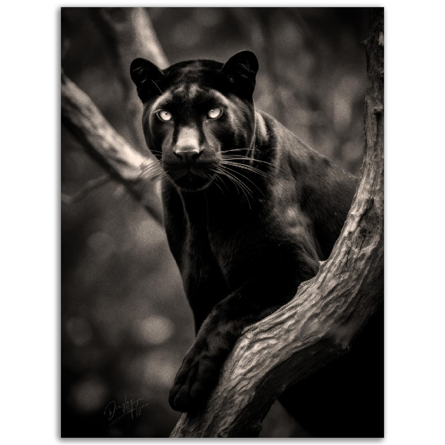 »Graceful and Stealthy« poster