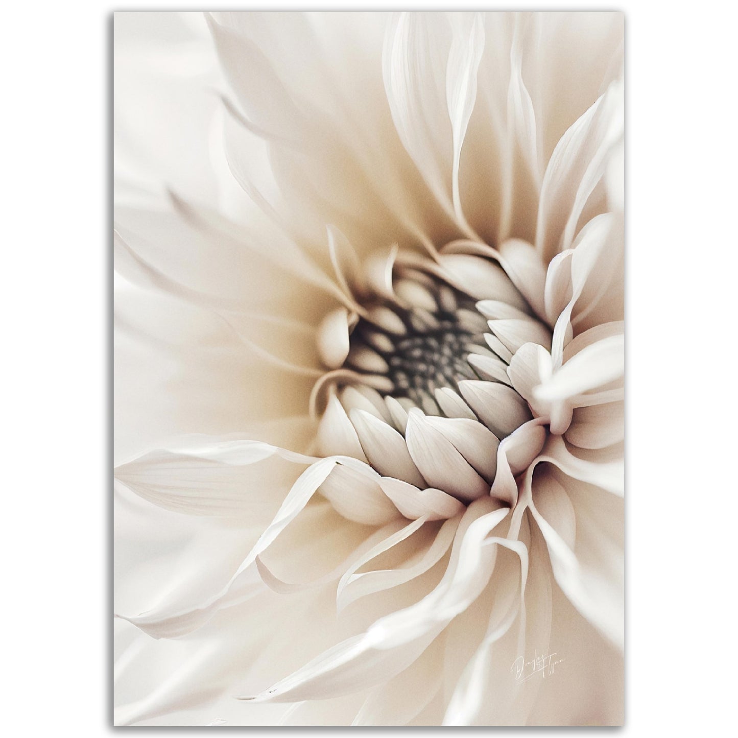 »White Flower« designposter
