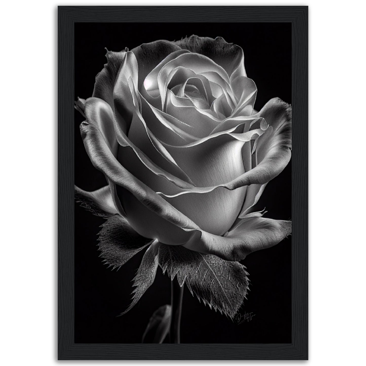 »Rose and Shadows« poster