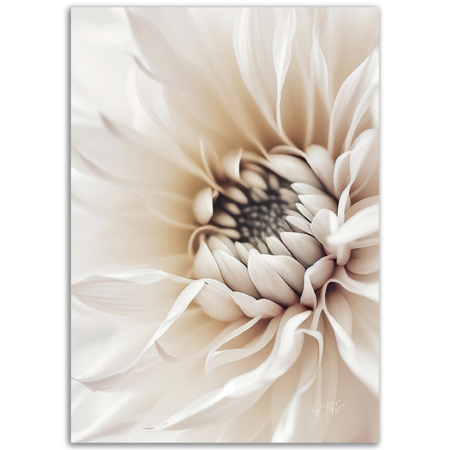 »White Flower« designposter