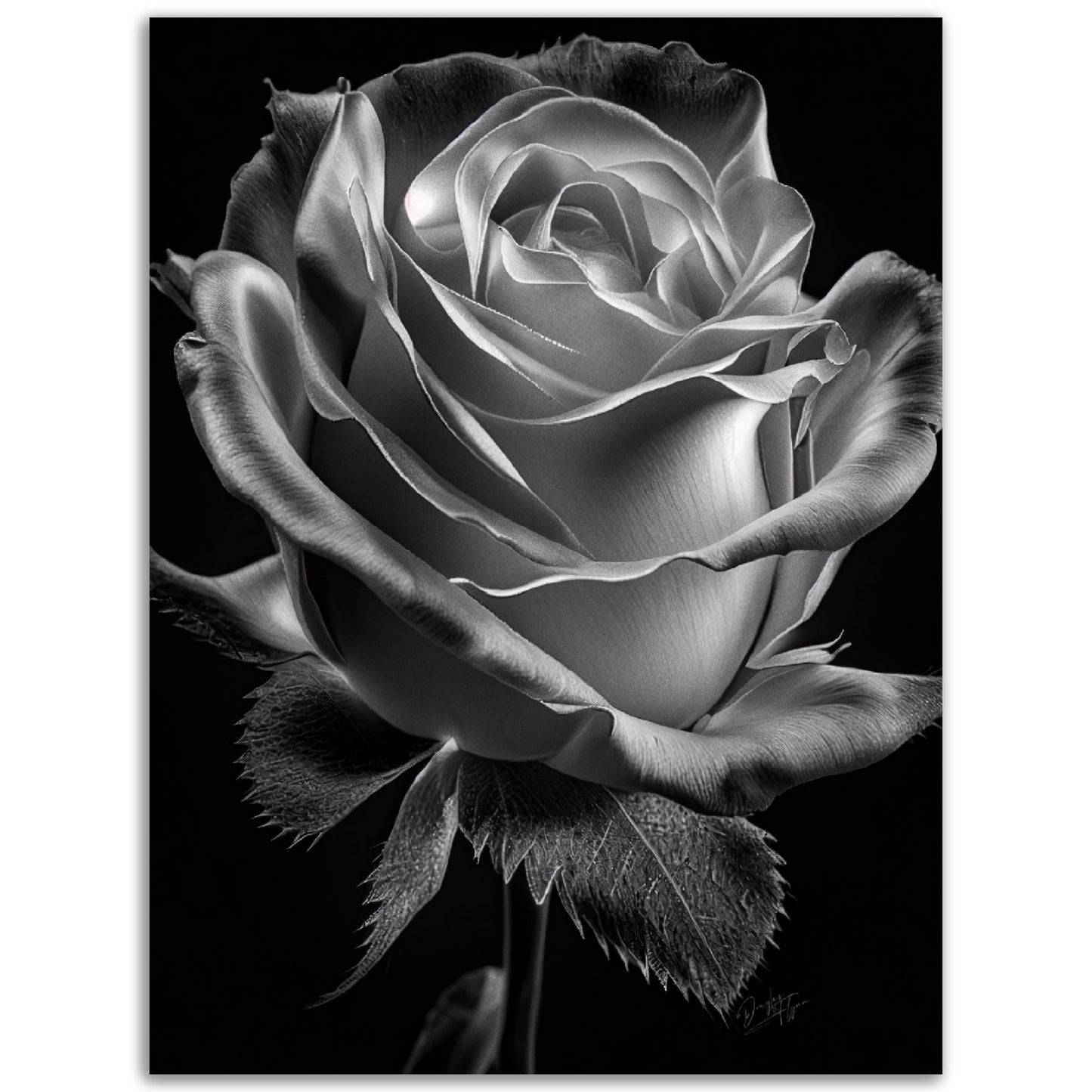 »Rose and Shadows« poster