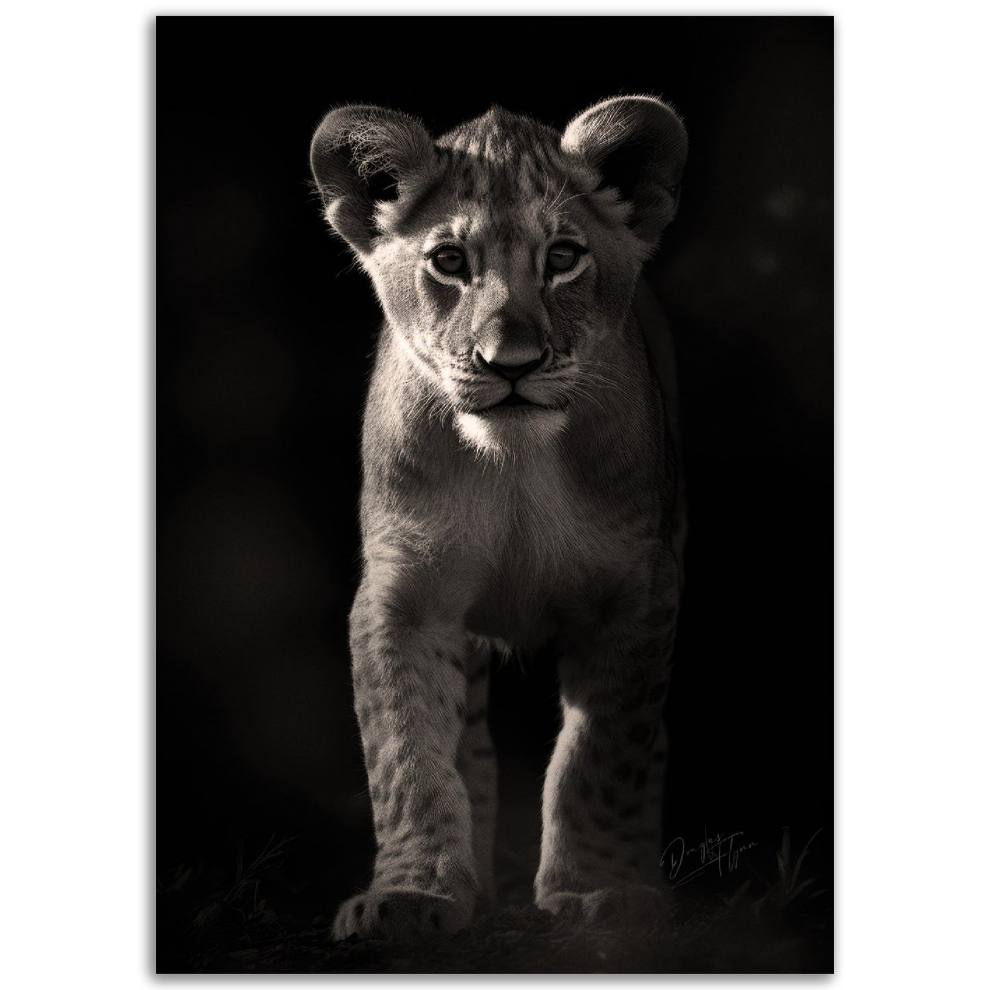 »Adorable and Fierce« poster