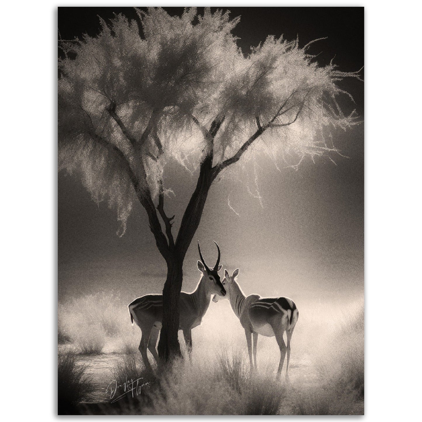 »Antelopes In Relaxing In TheShade« poster