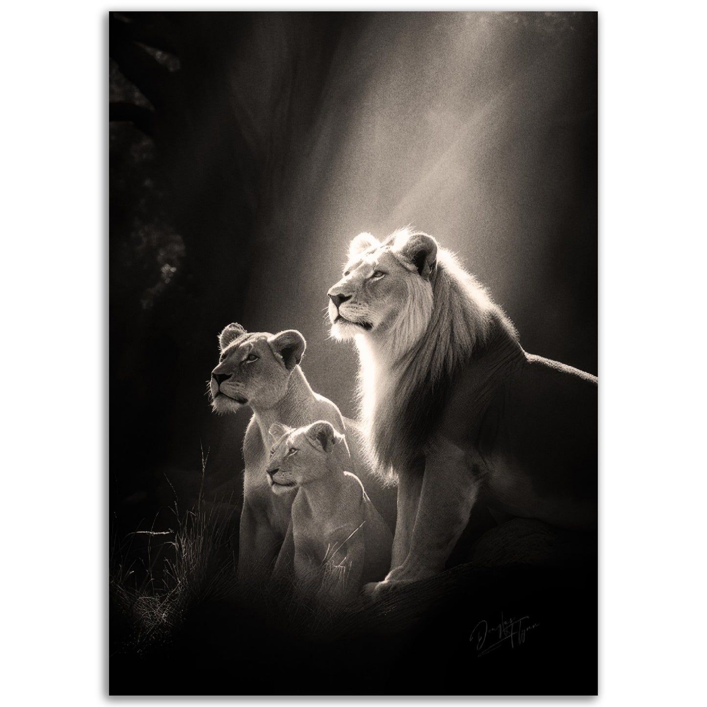 »Roars and Whispers« poster