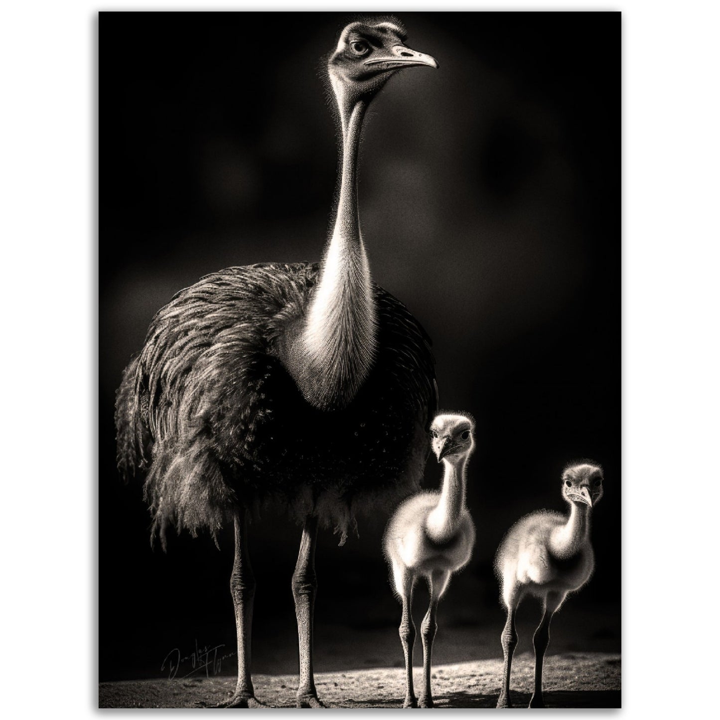 »Feathered Family of the Savannah« poster