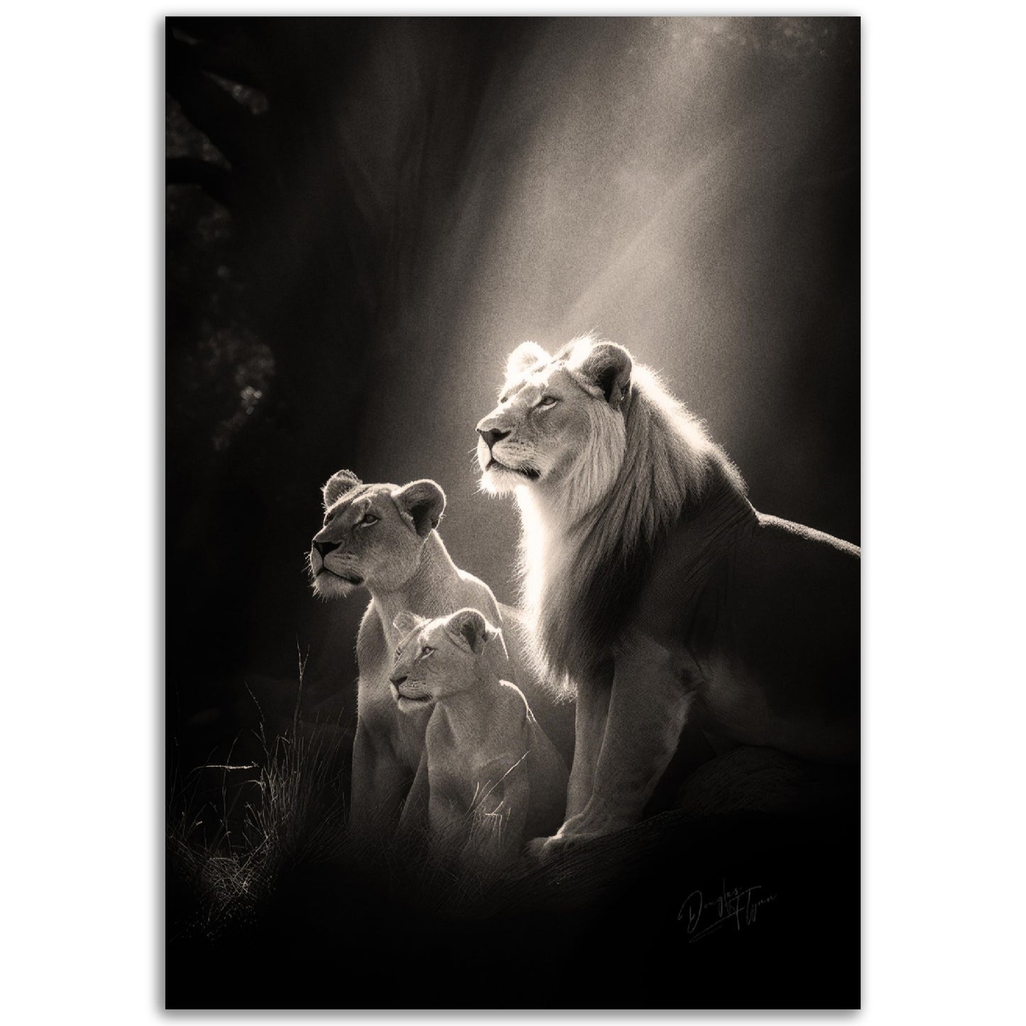 »Roars and Whispers« poster
