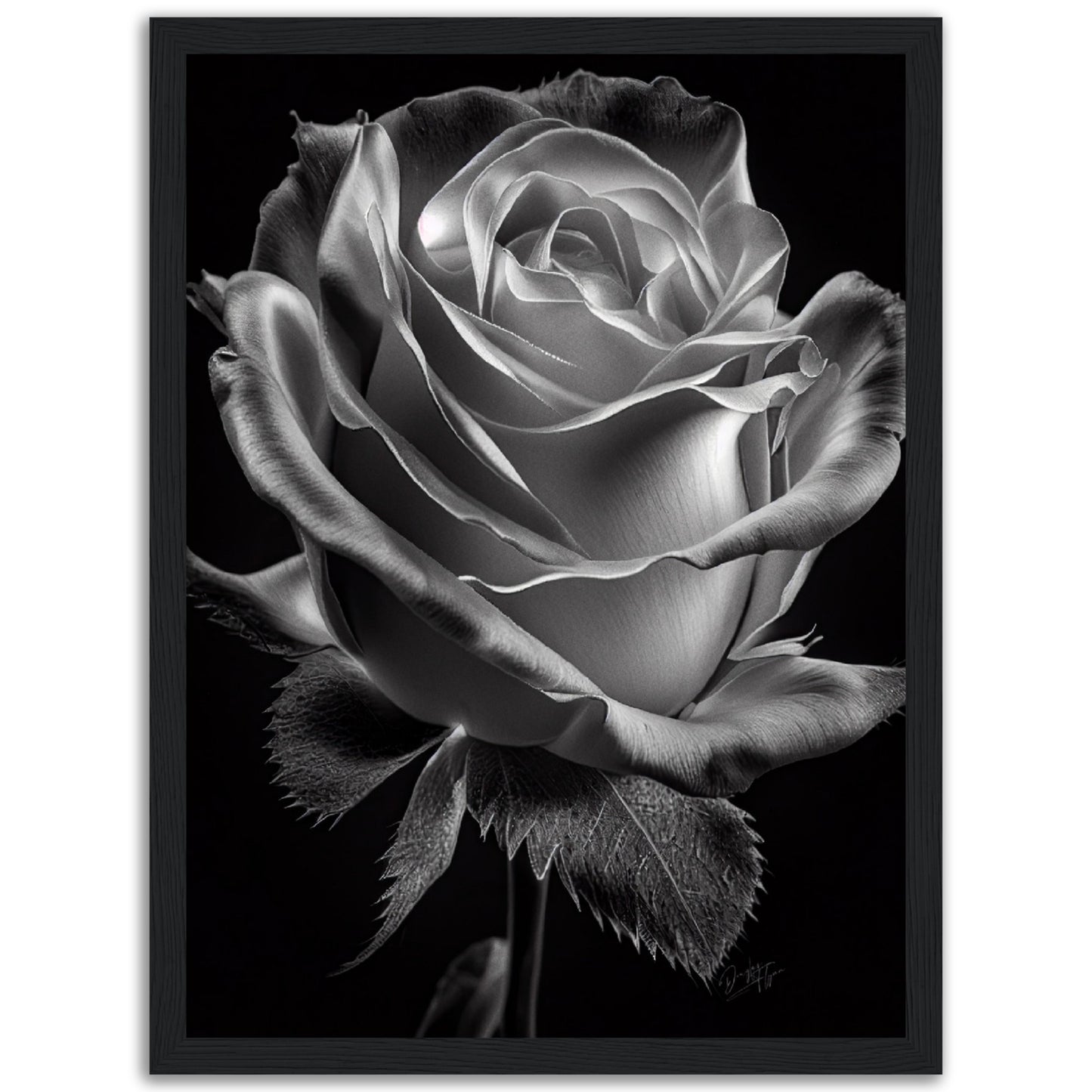 »Rose and Shadows« poster