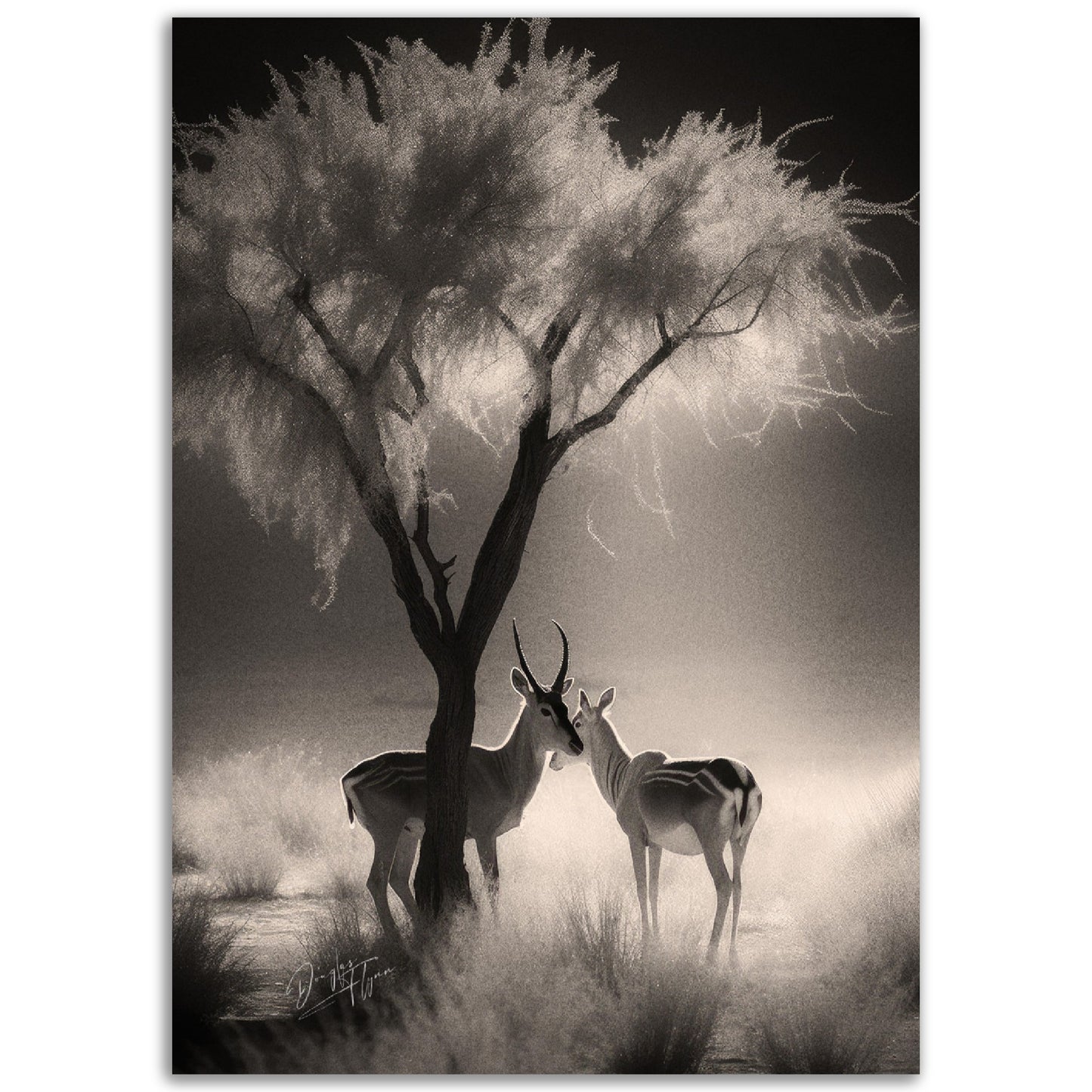 »Antelopes In Relaxing In TheShade« poster