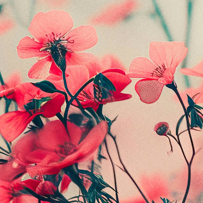 »Blossoms Adrift«, poster i fri fotografisk stil