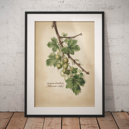 »Gooseberry 2« botanisk vintageposter