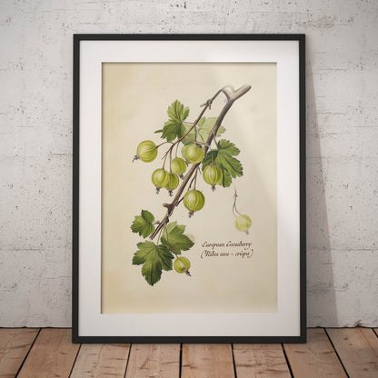 »Goosberry 1« botanisk vintageposter