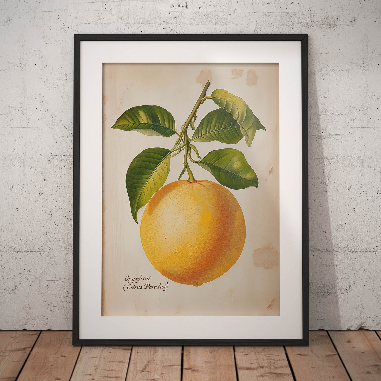 »Grapefruit« botanisk vintageposter
