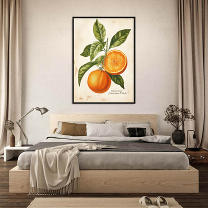 »Valencia Orange« botanisk vintageposter
