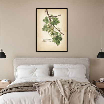 »Gooseberry 2« botanisk vintageposter