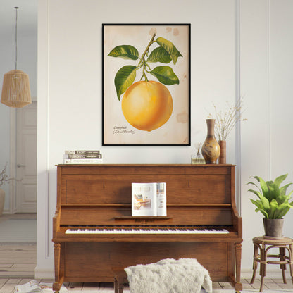 »Grapefruit« botanisk vintageposter