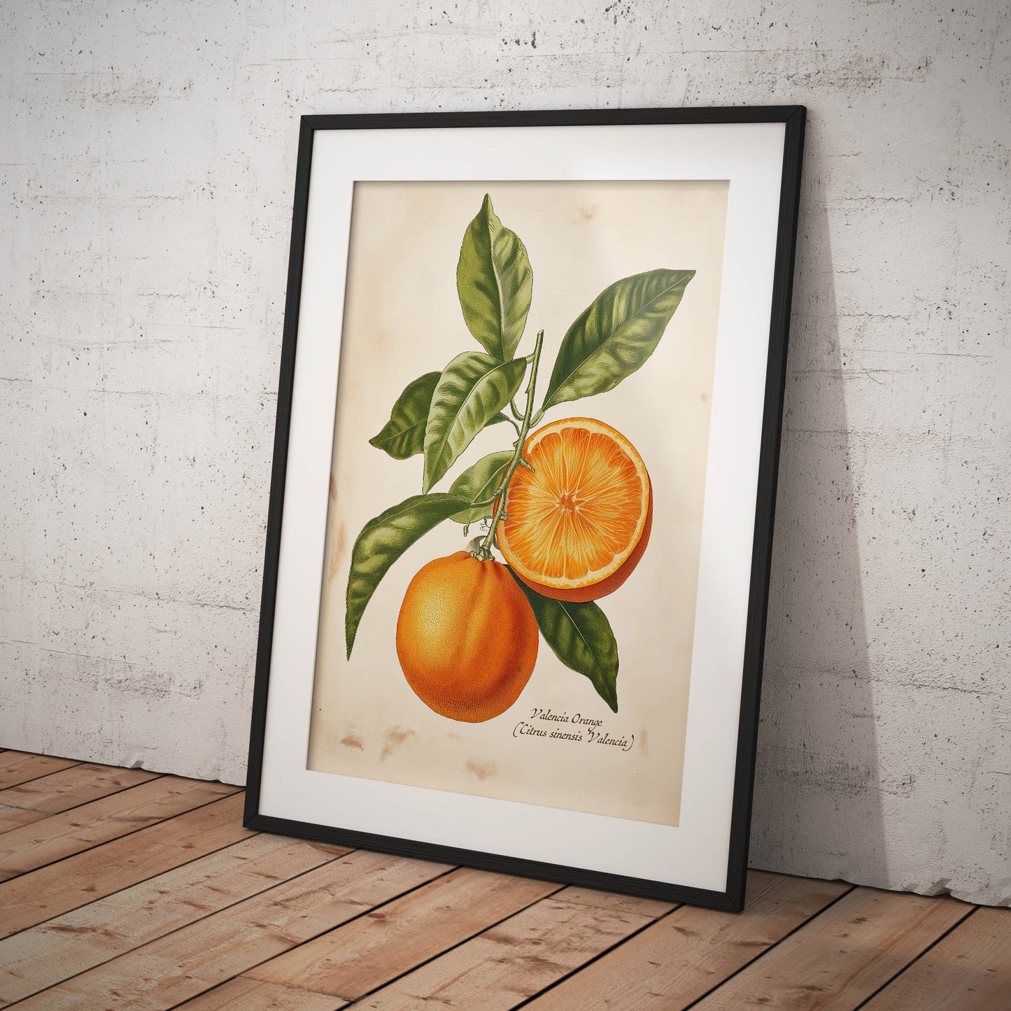 »Valencia Orange« botanisk vintageposter