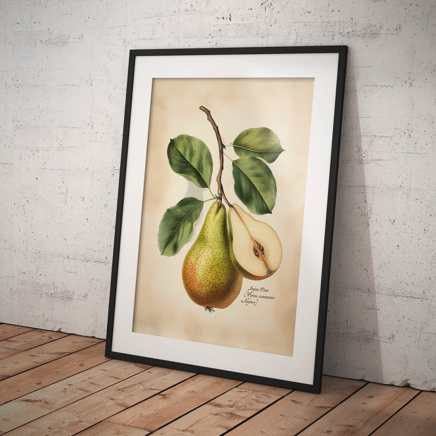 »Seckel Pear« botanisk vintageposter