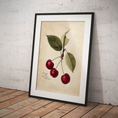 »Cherry 2« botanisk vintageposter
