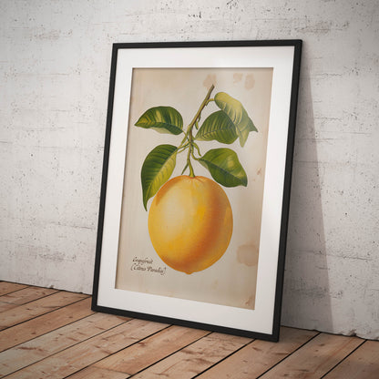 »Grapefruit« botanisk vintageposter