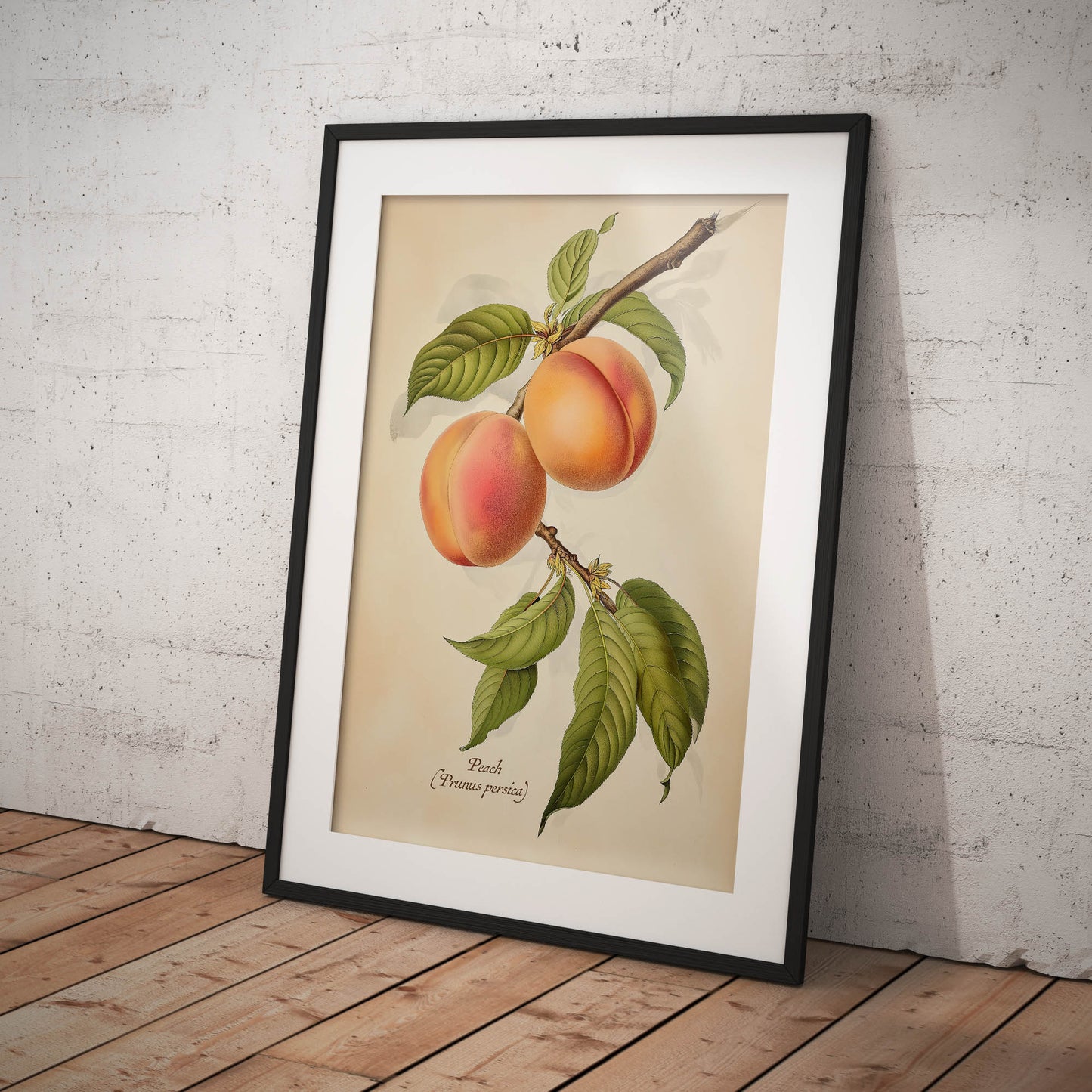 »Peach« botanisk vintageposter