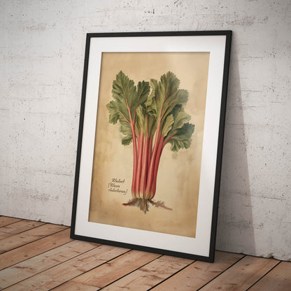 »Rhubarb« botanisk vintageposter