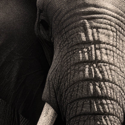 »The Gentle Giant« poster