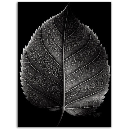»Contrasting leaf Lines« poster