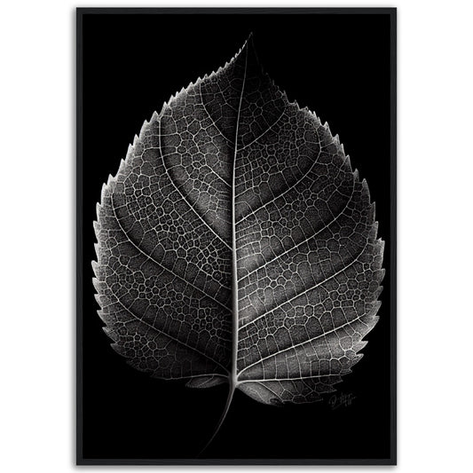 »Contrasting leaf Lines« poster